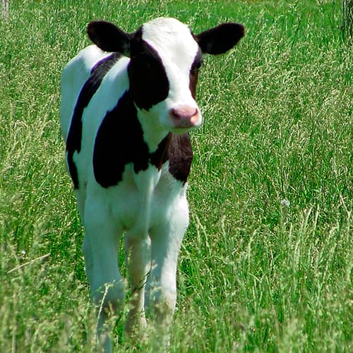 Ternero